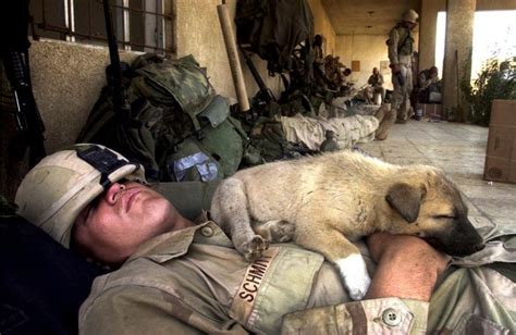 Animals in War (68 pics)