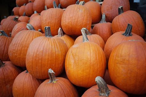 Pumpkins: 6 surprising health benefits of the Halloween superfood ...