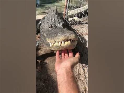 Рычание крокодила 🐊 - YouTube