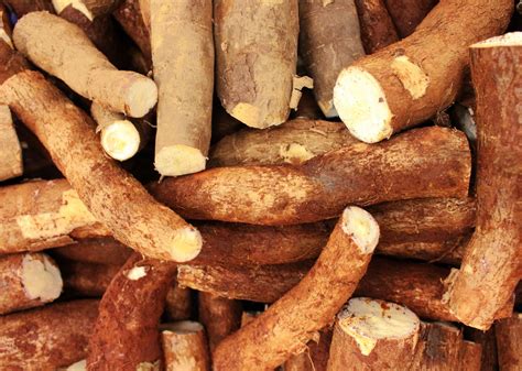 Vietnam tapioca starch: why cassava starch seekers should not miss out