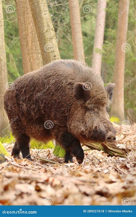 Huge European Wild Boar Male Stock Photo - Image of male, forest: 289227618