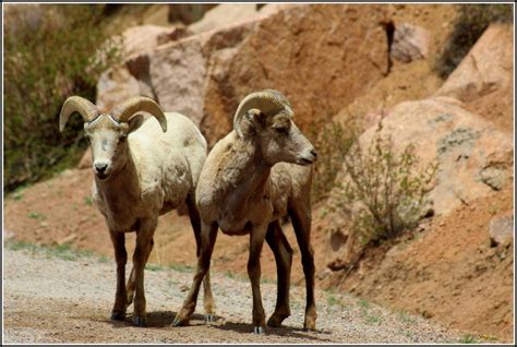 Bighorn Sheep Rocky - Free photo on Pixabay - Pixabay