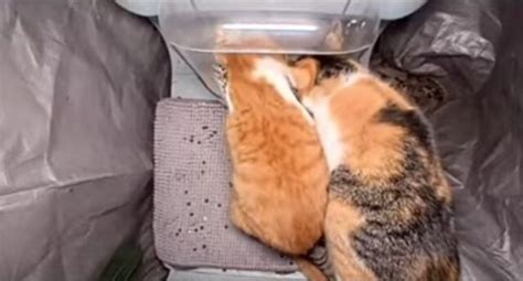 File:Cars.jpg - StreetCatWiki