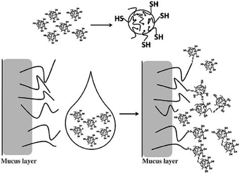 schematic representation   interaction   thiolated