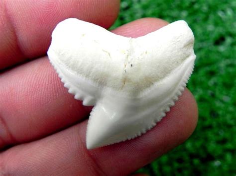 authentic modern tiger shark teeth  sale