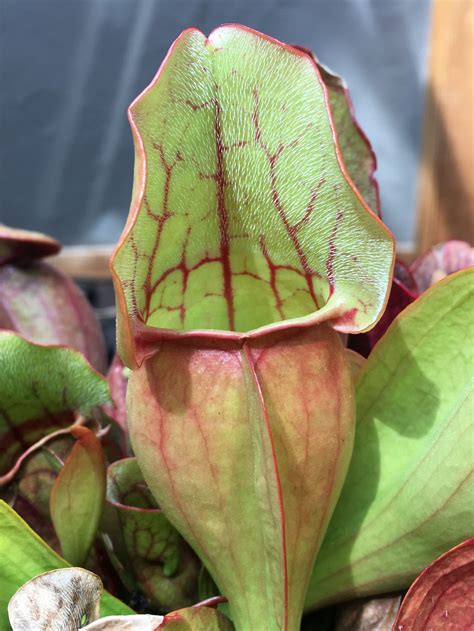 sarracenia purpurea ssp purpurea seed grown carnivorous plant store
