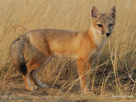 Swift Fox - Wildlife Preservation Canada