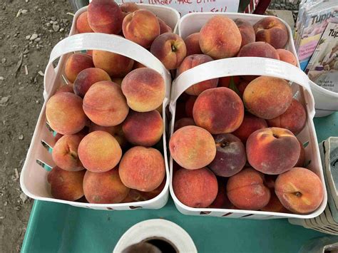 Deal Family Farm 3 | In the Field