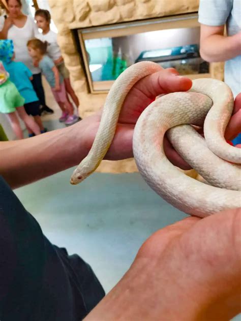 Are there Snakes in Iceland? Iceland's Dangerous Animals - A Backpacker