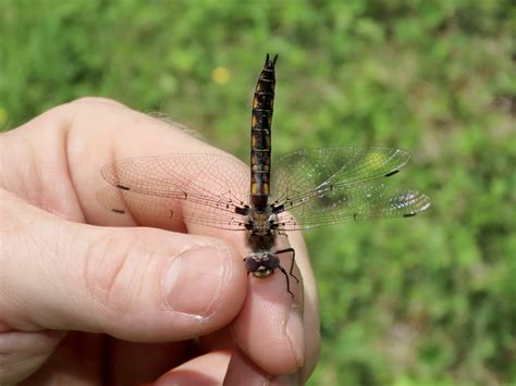 About Beaverpond Baskettail - Maryland Biodiversity Project
