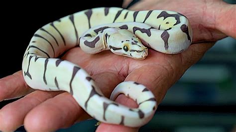 Scaleless Ball Python