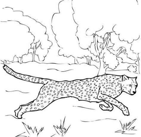 Imagini pentru desen ghepard | Desen, Imagine