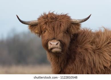 Hairy Scottish Yak Dutch Fields Stock Photo 1122810548 | Shutterstock