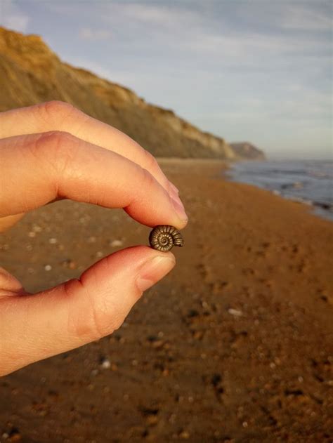 Fossil Hunting at Charmouth | Fossil hunting, Fossil, Class ring