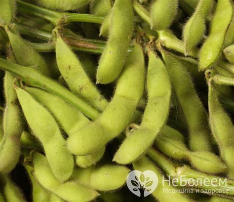 Соя - польза, калорийность, свойства, пищевая ценность, витамины