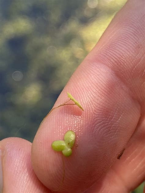 Common Duckweed from проспект Мира, Заречный, Пензенская область, RU on ...