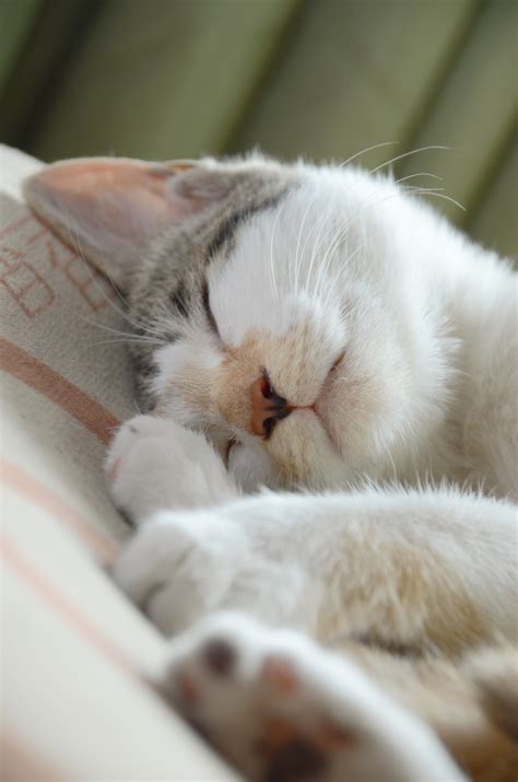 Are Cats Quiet Pets at Christina Gonzales blog