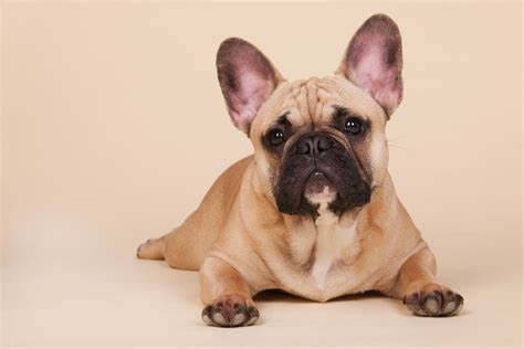 Franse Bulldog: Alles over dit hondenras - LHIC