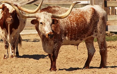 Texas Longhorn Cow Farm - Free photo on Pixabay - Pixabay