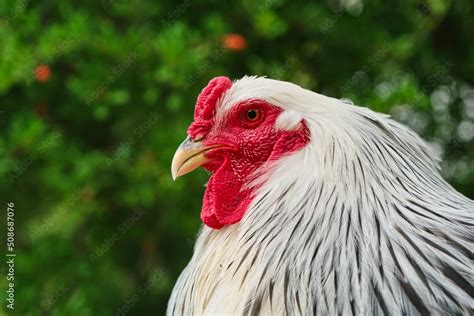 selective focus big size cock  rooster brahma chickens  red