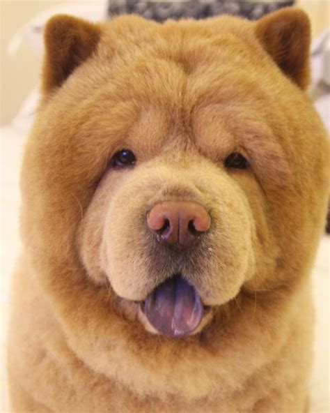 Chow Chow From The Philippines Looks Like A Teddy Bear And People Are ...