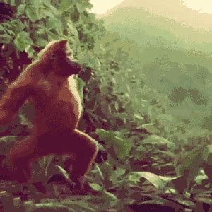 monkey dancing gif find share  giphy