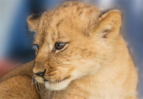 Premium Photo | African lion cubs