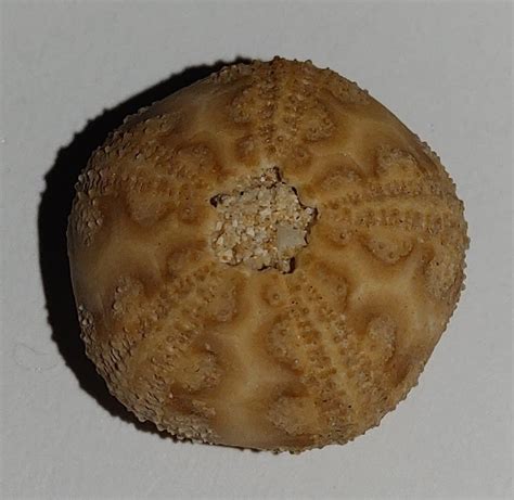 Microcyphus rosseaui - Members Gallery - The Fossil Forum
