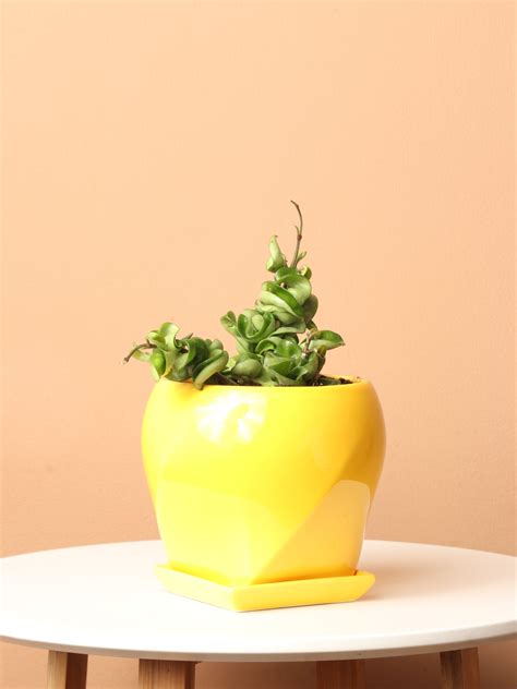 Small Hoya Hindu Rope – Dahing Plants