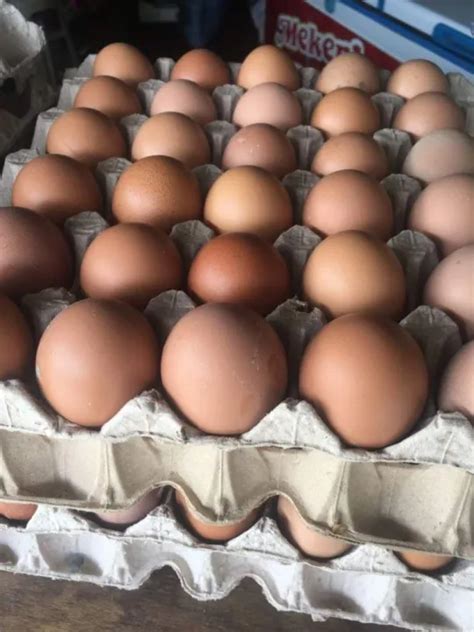 organic egg large  pcs lazada ph