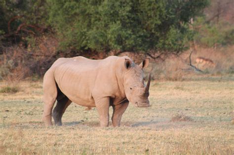 Rhinoceros Object Detection Dataset by Animal