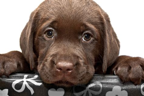 3840x2560 / 3840x2560 puppy 4k free downloads hd wallpaper ...