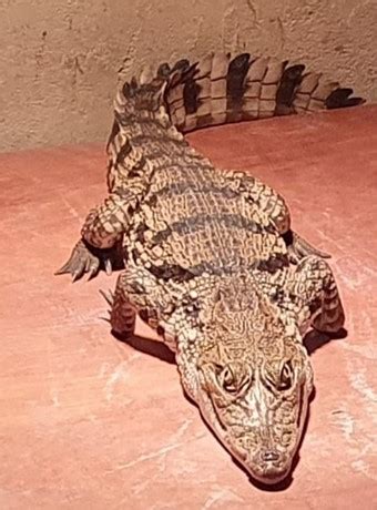 West African Crocodile | Crocodiles Of The World