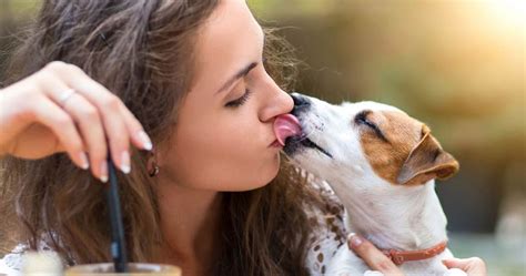 Why Is My Dog Licking My Face? - Animals | Katalay.net