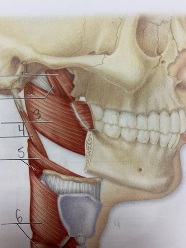 Pharynx muscles Flashcards | Quizlet