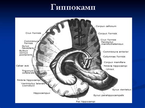 Черепно-мозговые нервы и их поражение - презентация онлайн