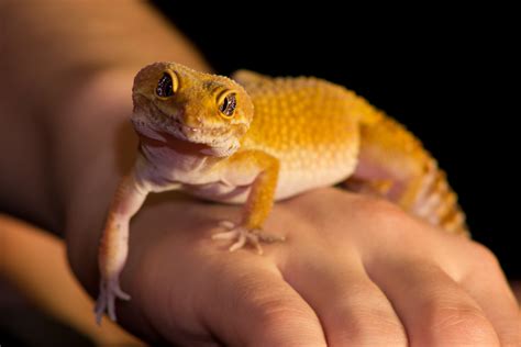 How to Make a Habitat for Your Pet Lizard - PetHelpful