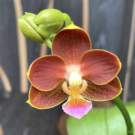 Orchid Phalaenopsis Yaphon Perfume '815'