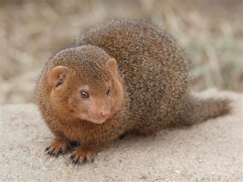 Baby Indian Mongoose