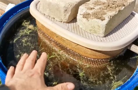 Как правильно поливать помидоры, чтобы они выросли сладкими и не ...