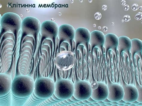 Клітинна мембрана - презентация онлайн