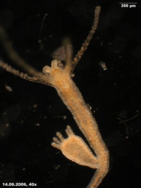 Zeigt her eure Bilder: Hydra