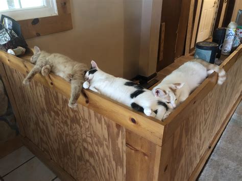My girlfriend’s cats used to fight over this nap spot. They’ve finally