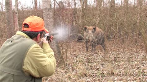 Wild boar Hunting Serbia | Lov divlje svinje u okolini Golupca 2 ...