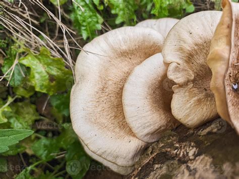 mushrooms that grow in wood in the fall. This fungus is a type of