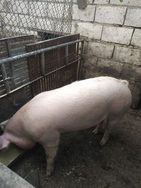 Продам свинью.