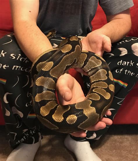 Show me your biggest ball python!
