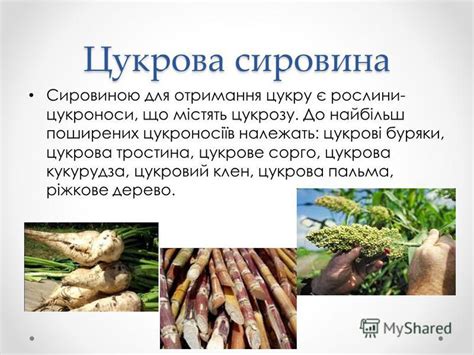 Презентация на тему: "Виробництво цукру Підготував: Учень 9 класу ...