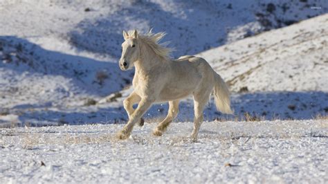 beautiful winter horse wallpapers wallpaper cave