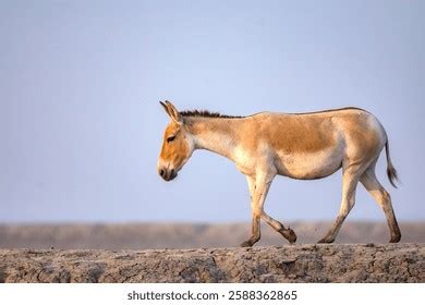 1,012 Indian Ass Royalty-Free Images, Stock Photos & Pictures ...